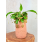 Maceta "Cato" - Rosa | 12cm