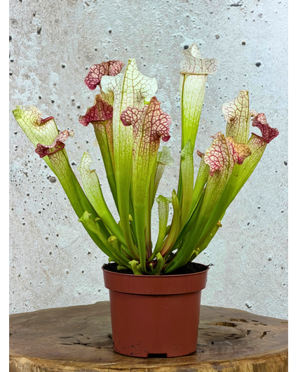 Sarracenia "Dave" - large  | ø 12 cm x ↕ 20-30 cm