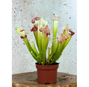 Sarracenia "Dave" - groß | ø 12 cm x ↕ 20-30 cm