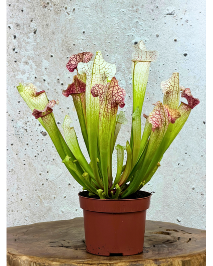 Sarracenia "Dave" - large  | ø 12 cm x ↕ 20-30 cm