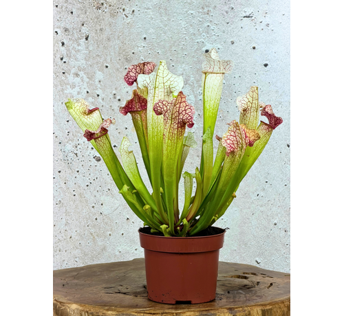 Sarracenia "Dave" - grande | ø 12 cm x ↕ 20-30 cm