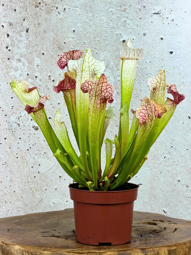 Sarracenia (Schlauchpflanze) "Dave" - groß | ø 12 cm x ↕ 20-30 cm