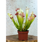 Sarracenia (Pitcher plant) "Dave" - large  | ø 12 cm x ↕ 20-30 cm