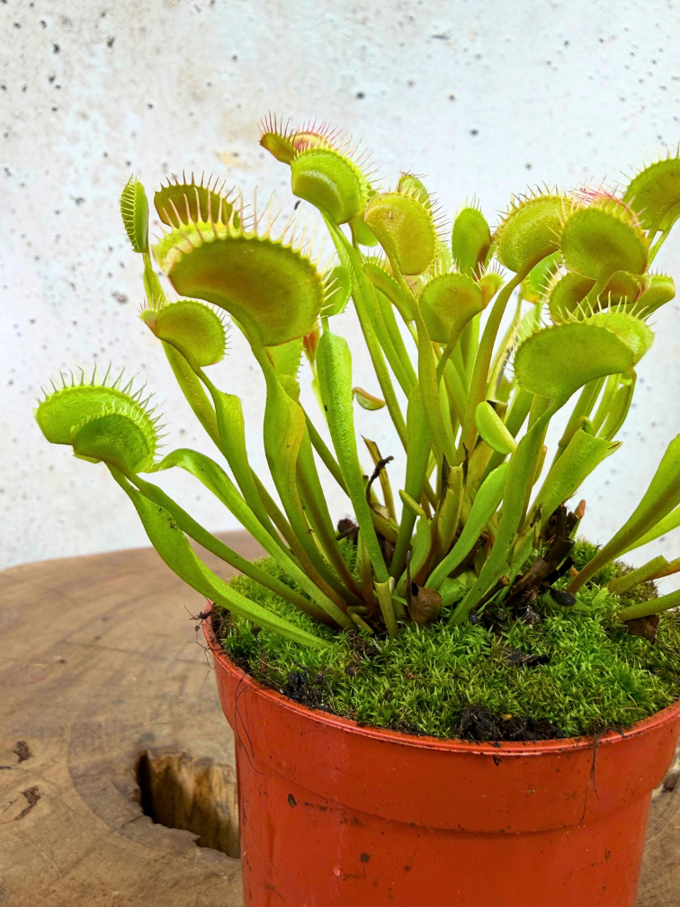 Dionaea Muscipula (Venus flugfälla) "G14 Dirk Ventham’s Giant" | ø 8,5 cm x ↕ 5-10 cm