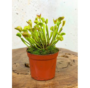 Venus atrapamoscas "G14" | ø 8,5 cm x ↕ 5-10 cm