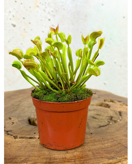 Attrape mouche "G14" | ø 8,5 cm x ↕ 5-10 cm