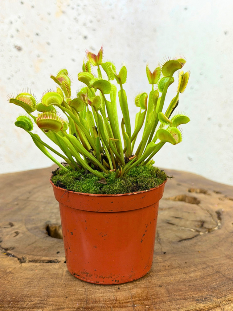 Dionaea Muscipula (Venus atrapamoscas) "G14 Dirk Ventham’s Giant" | ø 8,5 cm x ↕ 5-10 cm