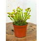 Dionaea Muscipula (Attrape mouche) "G14 Dirk Ventham’s Giant" | ø 8,5 cm x ↕ 5-10 cm