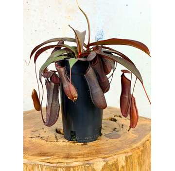 Cup plant "Rebecca Soper" - large | ø 12 cm x ↕ 25 cm