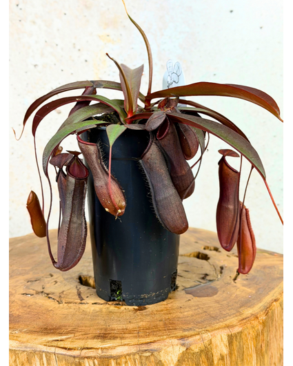 Becherpflanze "Rebecca Soper" - groß | ø 12 cm x ↕ 25 cm