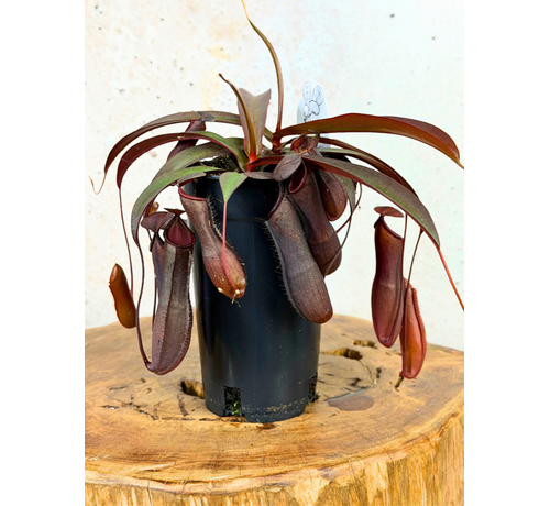 Kupa "Rebecca Soper" - stor | ø 12 cm x ↕ 25 cm