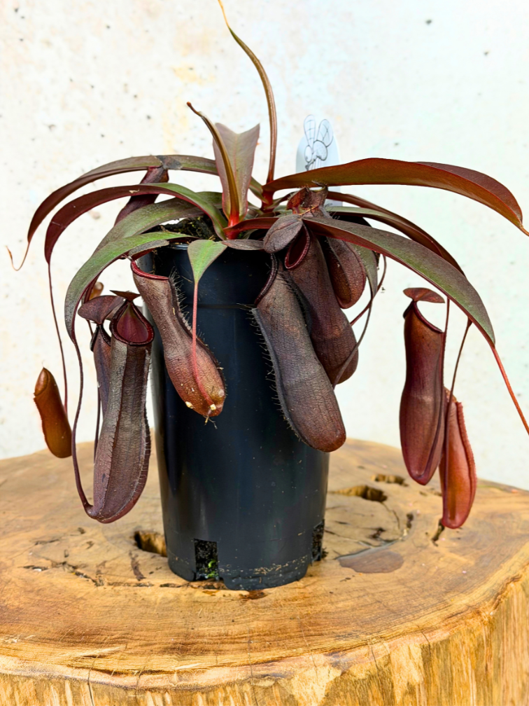 Kupa "Rebecca Soper" - stor | ø 12 cm x ↕ 25 cm