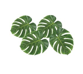 Boland Feuilles de palmier 33cm | 4 pièces Boland Feuilles de palmier 33cm | 4 pièces