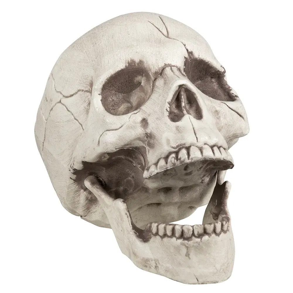 Boland Skull with movable jaw | Per Piece
