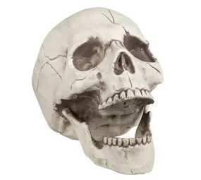 Boland Skull with movable jaw | Per Piece