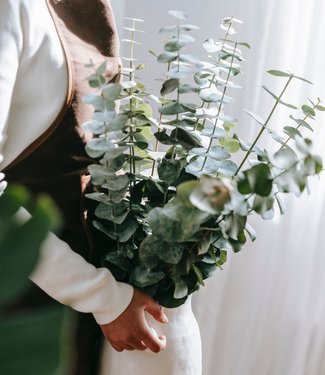 Fresh Eucalyptus Cinerea