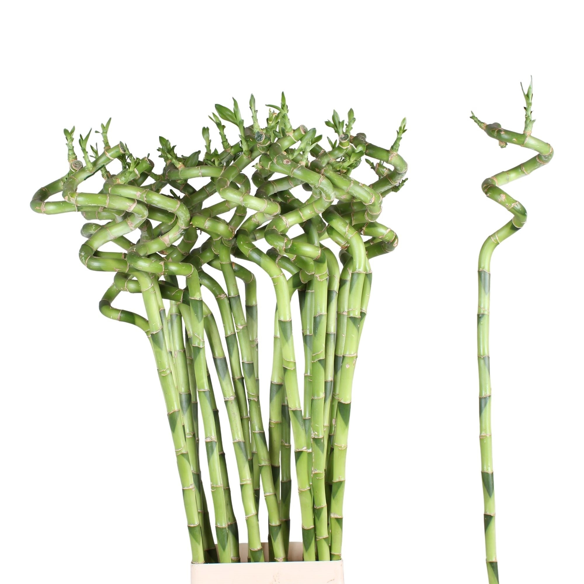 Tout sur le Dracaena sanderiana "Lucky Bamboo"