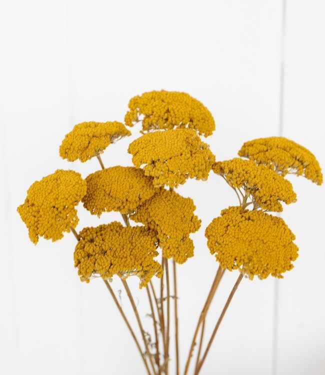 Yellow Achillea Parker dried flowers | 10 stems per bunch | Length 65 centimetres