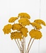 Gelbe Achillea Parker Trockenblumen | 10 Stiele pro Bund | Länge 65 Zentimeter