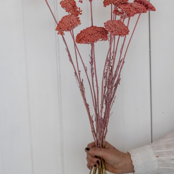 Bries aan Zee Gedroogde frosted pink Achillea Parker droogbloemen per 10 stelen