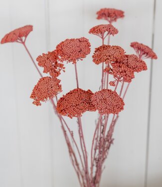 Gedroogde roze Achillea Parker, lengte 65 centimeter