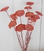 Pink Achillea Parker dried flowers | 10 stems per bunch | Length 65 centimetres