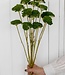 Groene Achillea Parker droogbloemen | 10 bloemen per bos | Lengte 65 centimeter