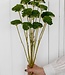 Grüne Achillea Parker Trockenblumen | 10 Blumen pro Bund | Länge 65 Zentimeter