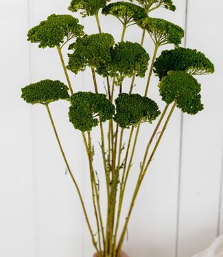 MyFlowers Dried green Achillea Parker, length 65 centimetres