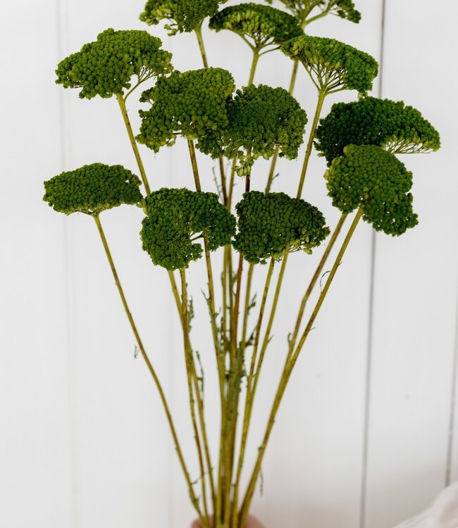 Groene Achillea Parker droogbloemen | 10 bloemen per bos | Lengte 65 centimeter
