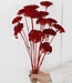 Red Achillea Parker dried flowers | 10 flowers per bunch | Length 65 centimetres