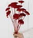 Rote Achillea Parker Trockenblumen | 10 Blumen pro Bund | Länge 65 Zentimeter