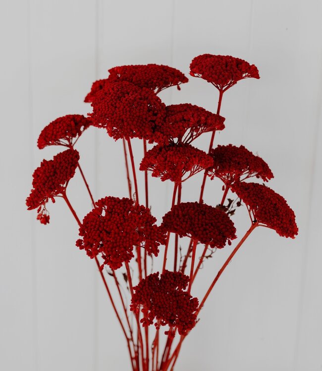 Rode Achillea Parker droogbloemen | 10 bloemen per bos | Lengte 65 centimeter