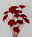 Getrocknete rote Achillea Parker, Länge 65 Zentimeter