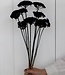 Black Achillea Parker dried flowers | 10 stems per bunch | Length 65 centimetres