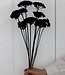 Schwarze Achillea Parker Trockenblumen | 10 Stiele pro Bund | Länge 65 Zentimeter