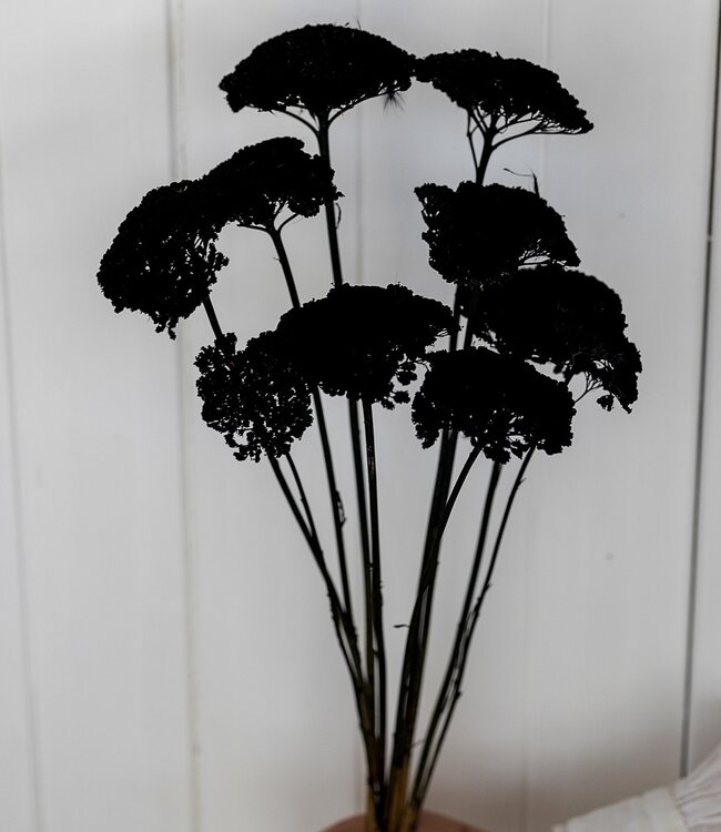 Achillea Parker noir fleurs séchées | 10 tiges par bouquet | Longueur 65 centimètres