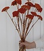 Orange Achillea Parker getrocknete Blüten | 10 Stiele pro Strauß | Länge 65 Zentimeter