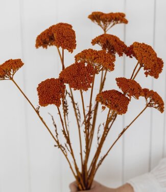 MyFlowers Gedroogde oranje Achillea Parker, lengte 65 centimeter