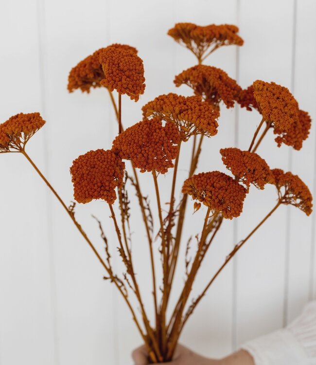 Oranje Achillea Parker droogbloemen | 10 stelen per bos | Lengte 65 centimeter