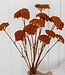 Orange Achillea Parker fleurs séchées | 10 tiges par bouquet | Longueur 65 centimètres