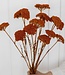 Oranje Achillea Parker droogbloemen | 10 stelen per bos | Lengte 65 centimeter