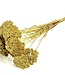 Goldene Achillea Parker Trockenblumen | 10 Stiele pro Strauß | Länge 65 Zentimeter