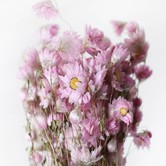 Gedroogde roze Rhodante droogbloemen | 40 centimeter