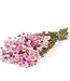 Roze Rhodante droogbloemen | ± 35 bloempjes per bos | Lengte 45 centimeter