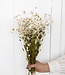 Weiße Rhodante Trockenblumen | ± 35 Blüten pro Strauß | Länge 45 Zentimeter