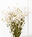Witte Rhodante droogbloemen | ± 35 bloempjes per bos | Lengte 45 centimeter