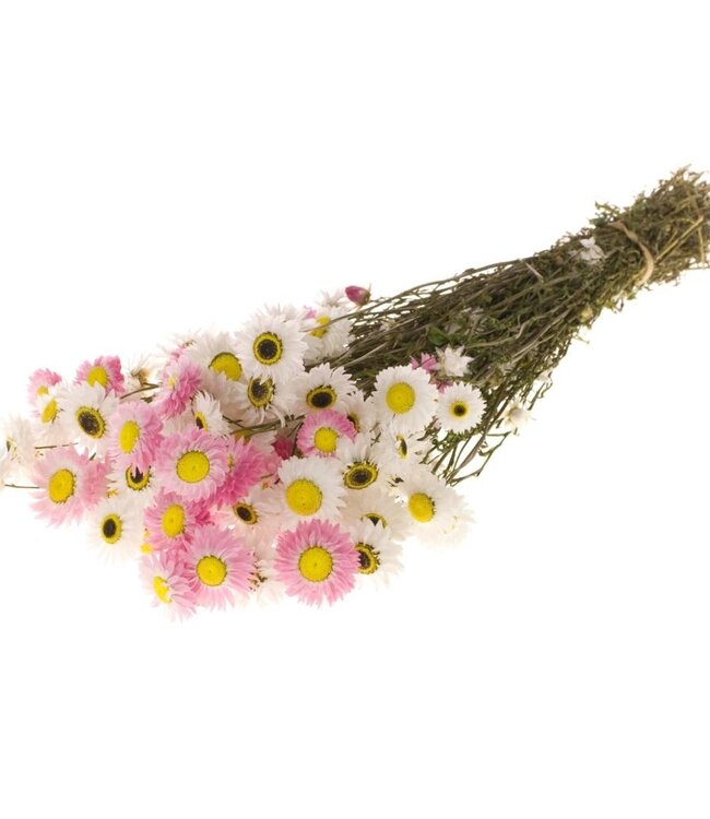 Mix Acroclinium droogbloemen | ± 35 bloempjes per bos | Lengte 45 centimeter