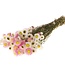 Mélange Acroclinium fleurs séchées | ± 35 fleurs par bouquet | Longueur 45 centimètres