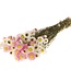 Mix Acroclinium droogbloemen | ± 35 bloempjes per bos | Lengte 45 centimeter